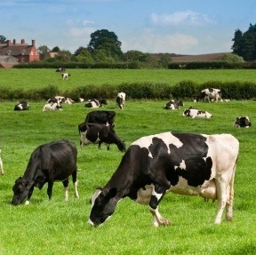 Affecting the cost of animal feed and lowering the amount of milk from cows, the drought is pushing up milk prices.