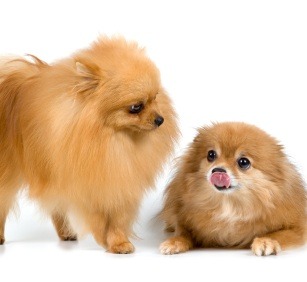 Small Dogs Like Pomeranians are Typical in Brazil