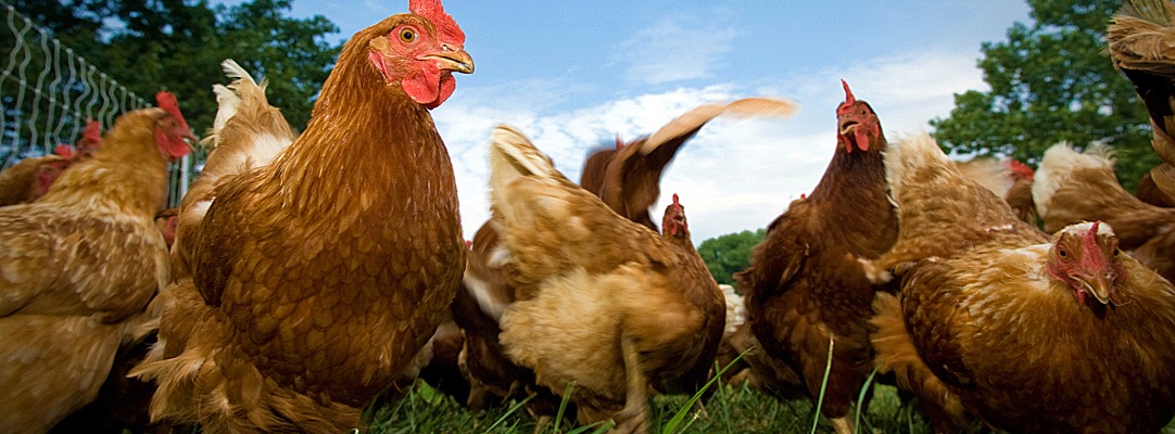 chicken export nationalism