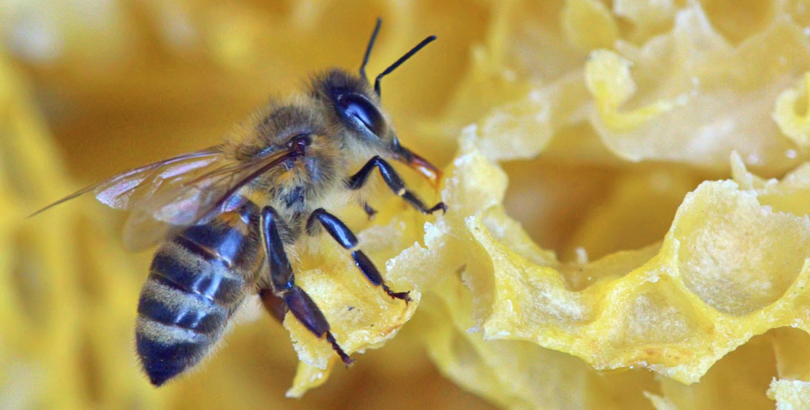 Weekly roundup and colony collapse disorder