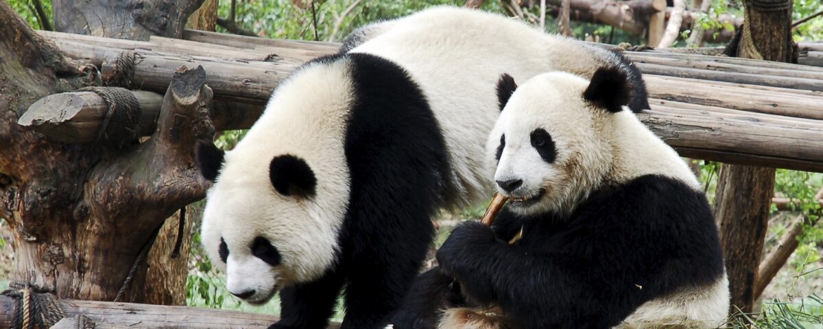 Weekly Economic News Roundup and giant pandas