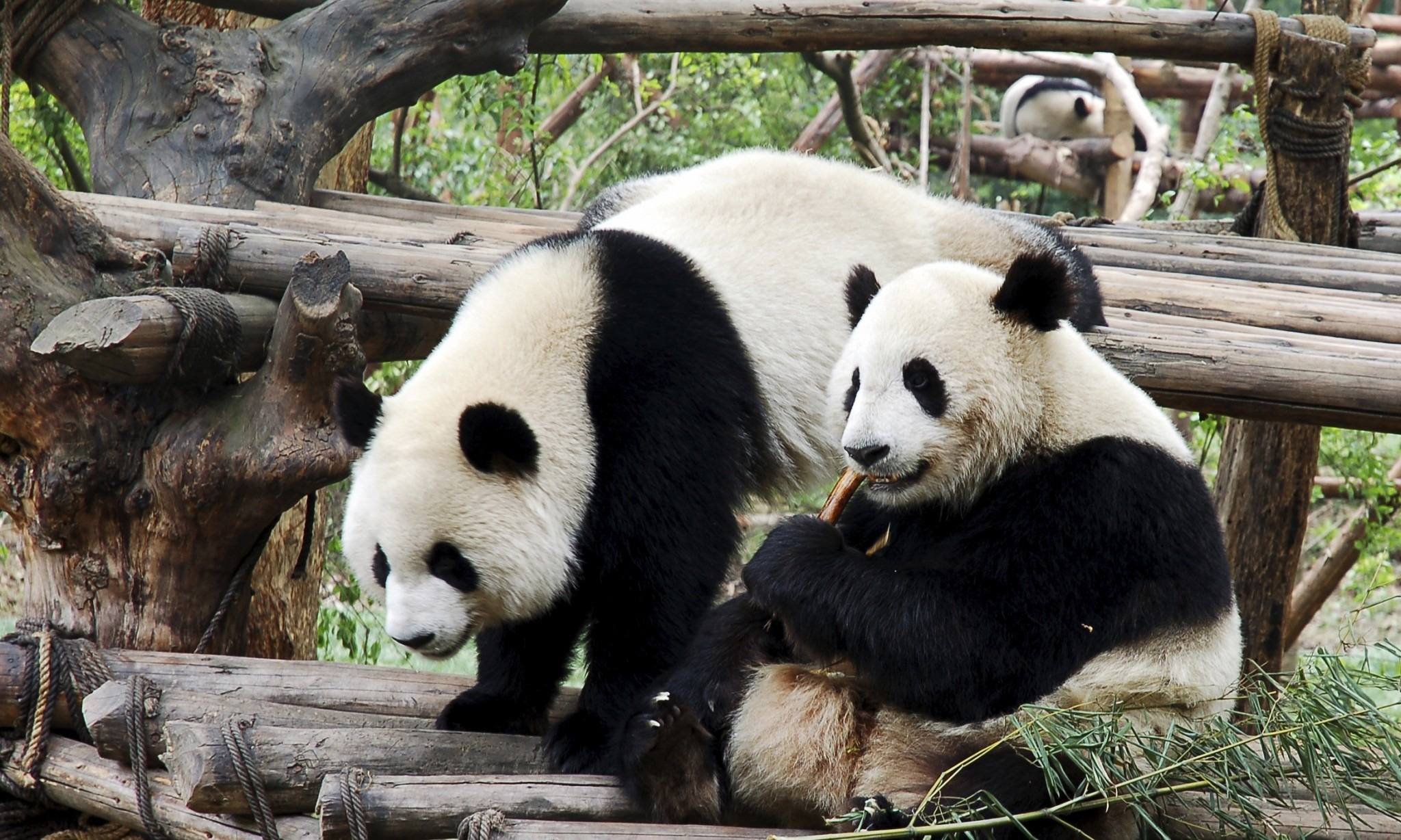 Weekly Economic News Roundup and giant pandas