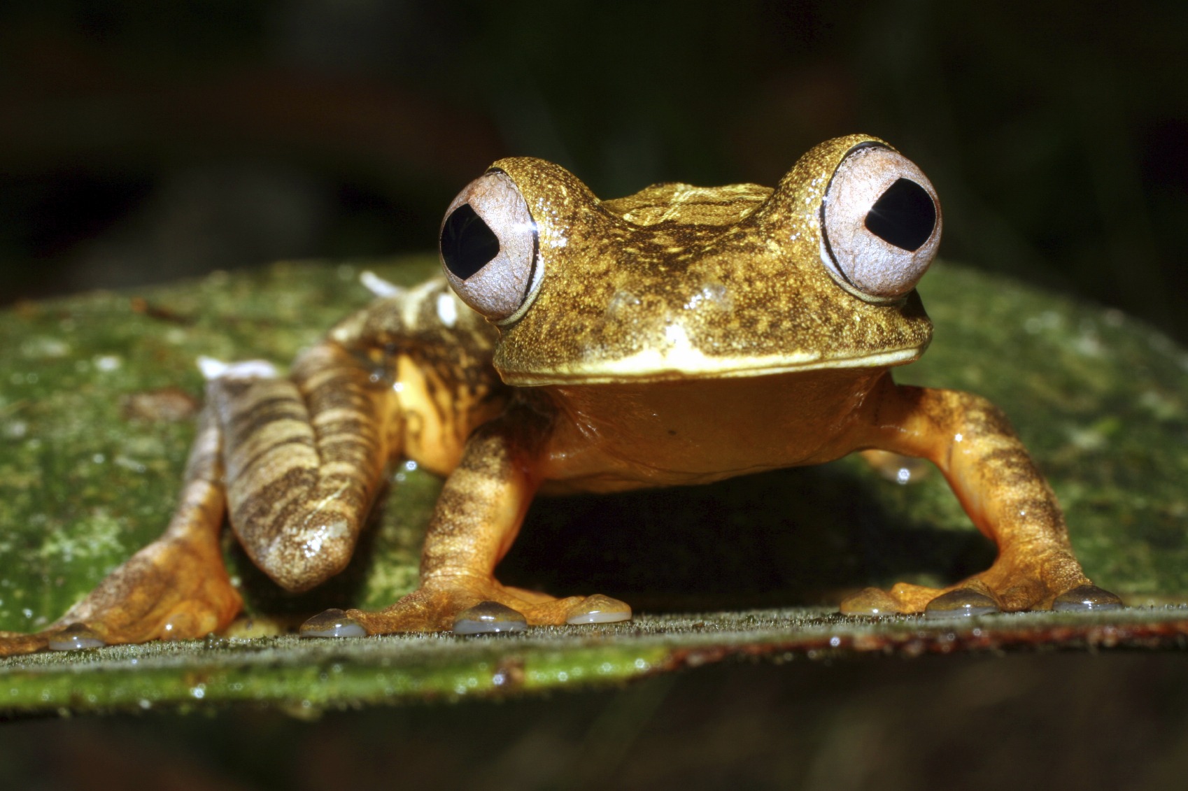 Weekly roundup and Ecuador's Rain Forest Tree Frog