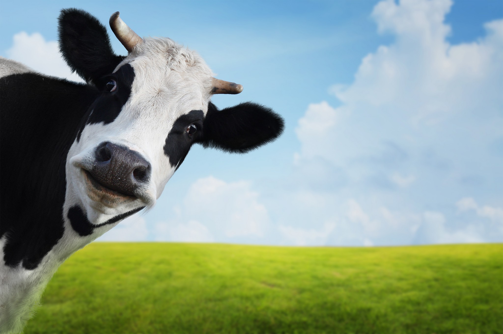 economic news roundup and bovine bingo insurance