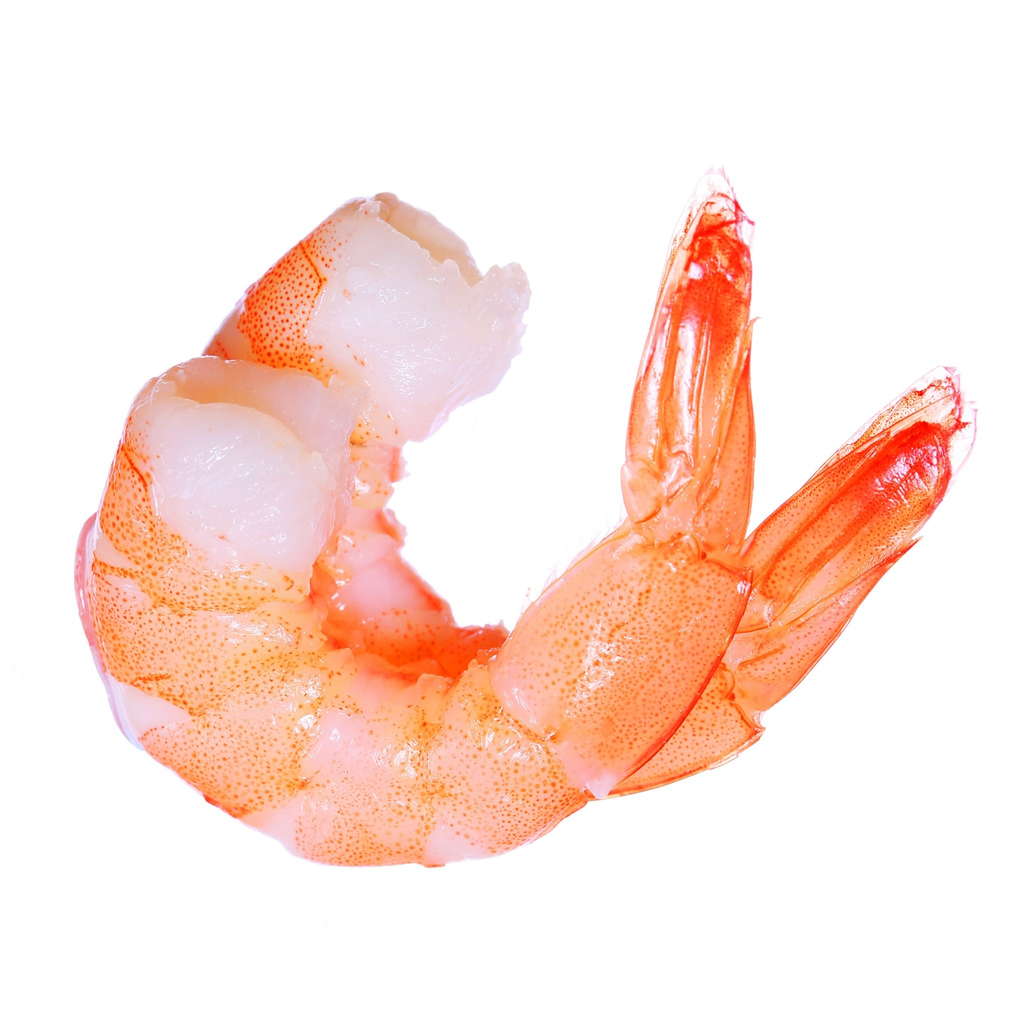 shrimp production