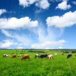 Opportunity cost of less meat: Cows grazing in a mountain pasture