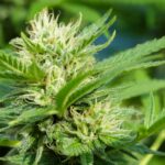 Weekly economic news roundup and marijuana update