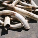 It's Tough To Solve the Poaching ProblemNeither the market nor a regulatory approach has solved the problem of poaching in Africa.