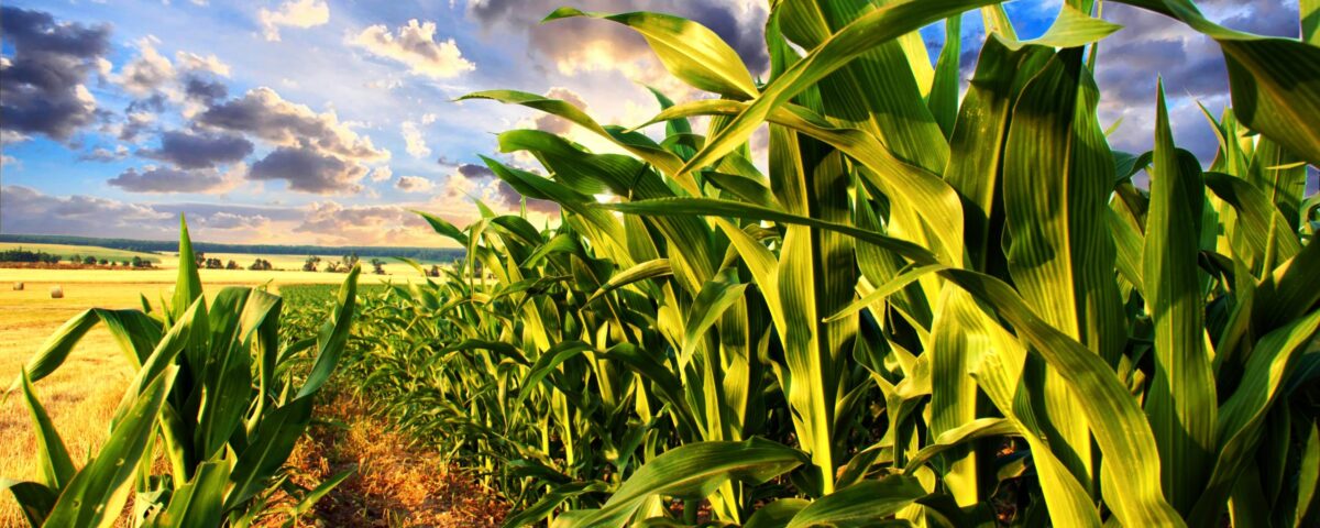 Weekly Economic News Roundup and corn and climate