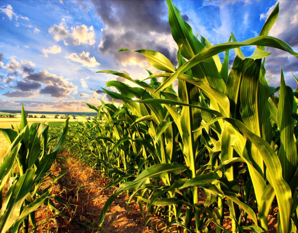 Weekly Economic News Roundup and corn and climate