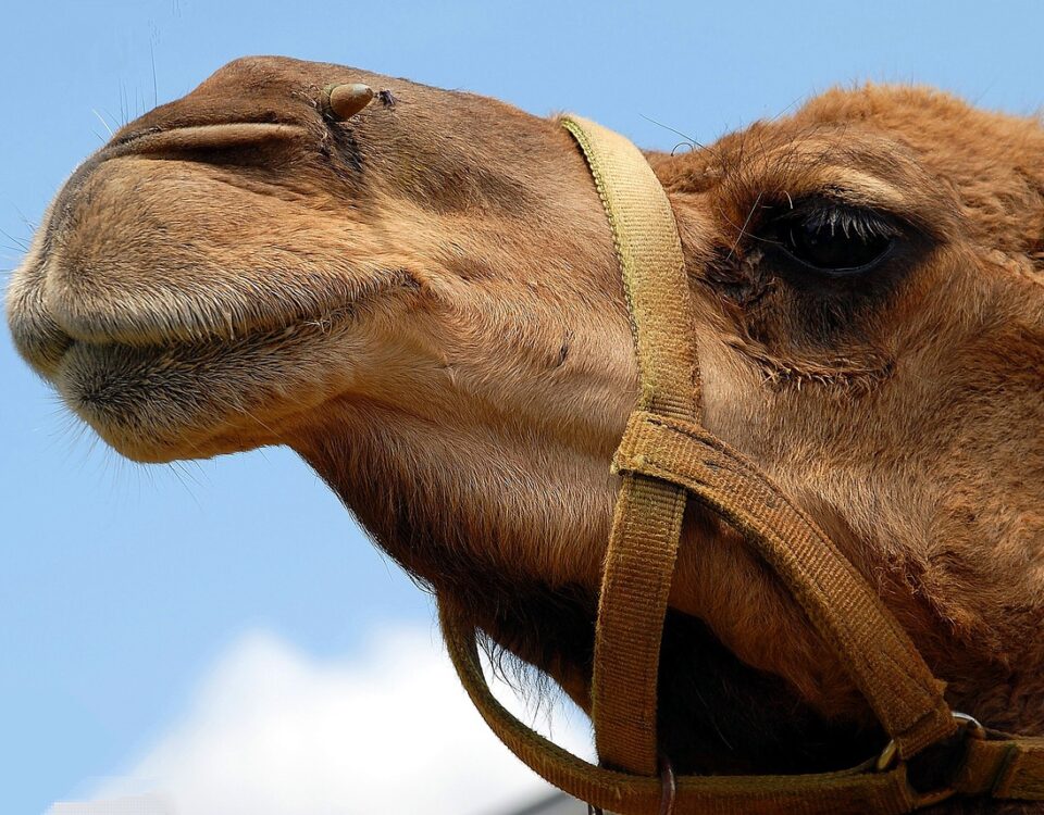 weekly roundup and working at home camel in the tent