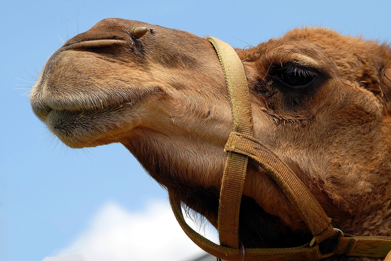 weekly roundup and working at home camel in the tent