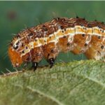 Weekly Roundup and armyworm wiki
