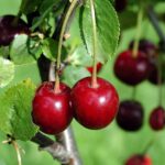 Weekly Economic News Roundup and tart cherry prices