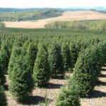economic news roundup andthe life of a Christmas tree