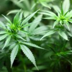 Weekly Economic News Roundup and marijuana regulations
