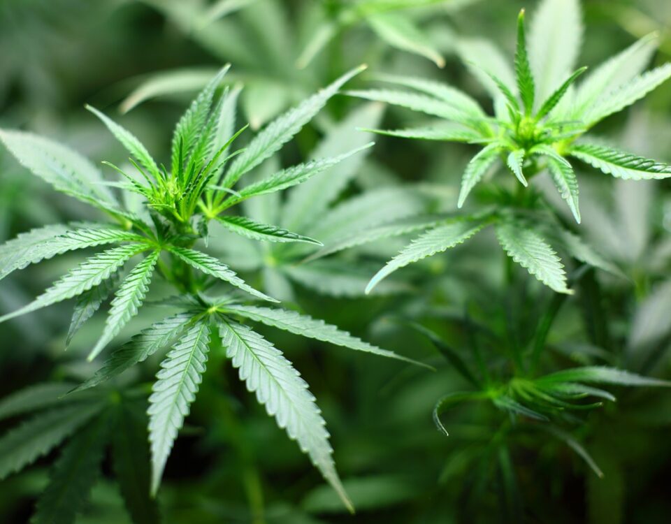 Weekly Economic News Roundup and marijuana regulations