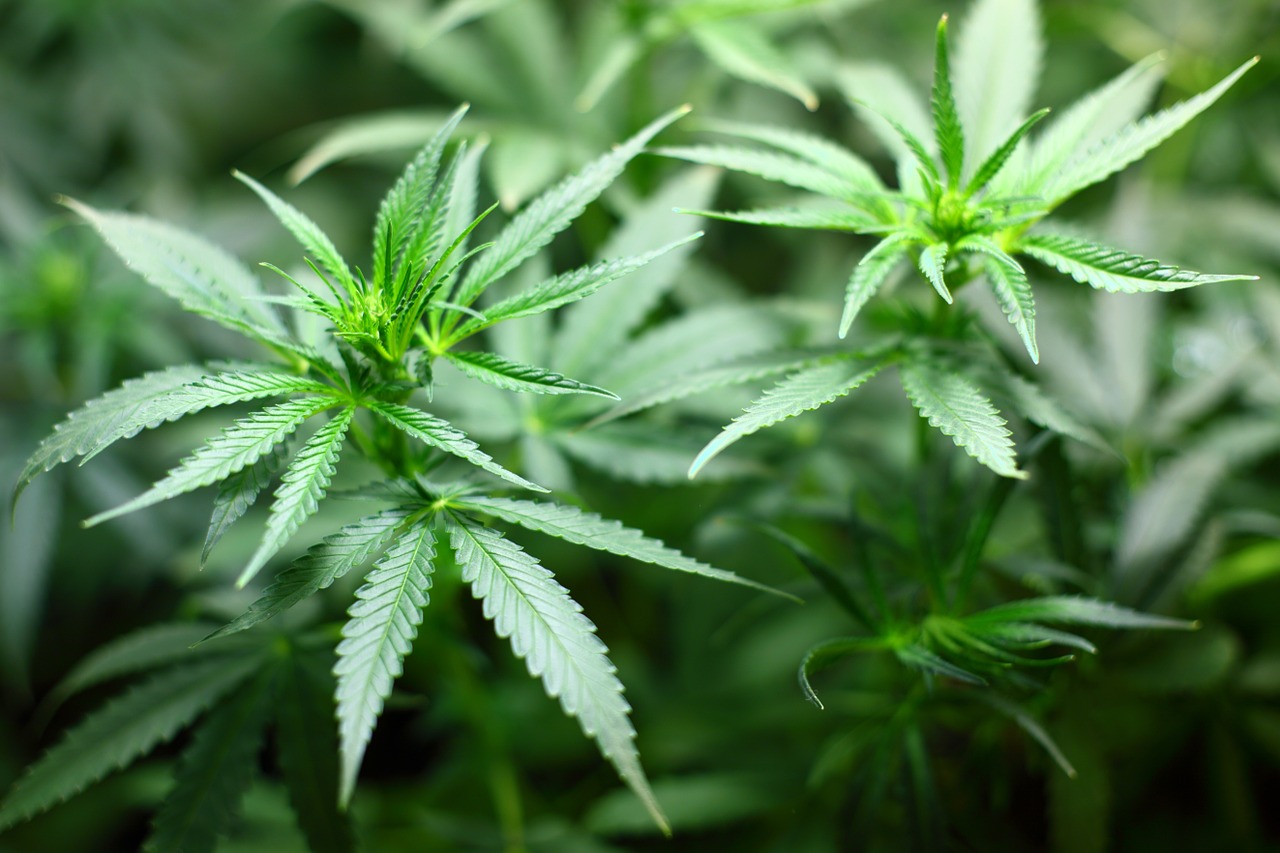Weekly Economic News Roundup and legalizing marijuana