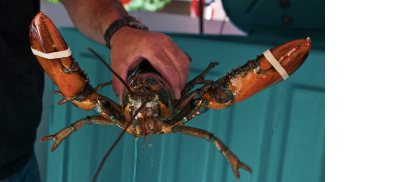 Weekly economic news roundup and Maine lobster industry