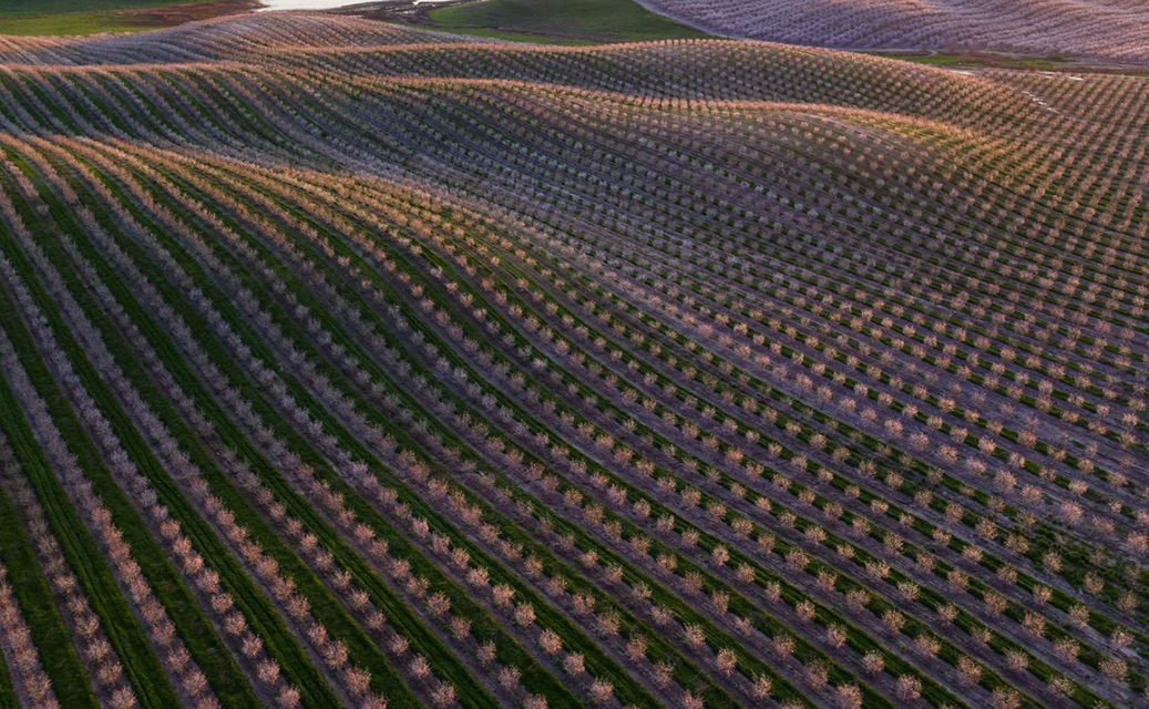 Weekly economic news roundup and almond growers