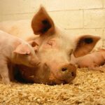Weekly Economic News Roundup and animal welfare