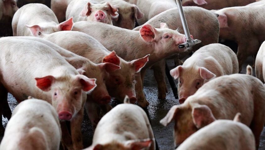 Our Weekly Economic News Roundup and hog farms