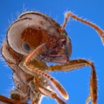 Our weekly economic news roundup and ant economics