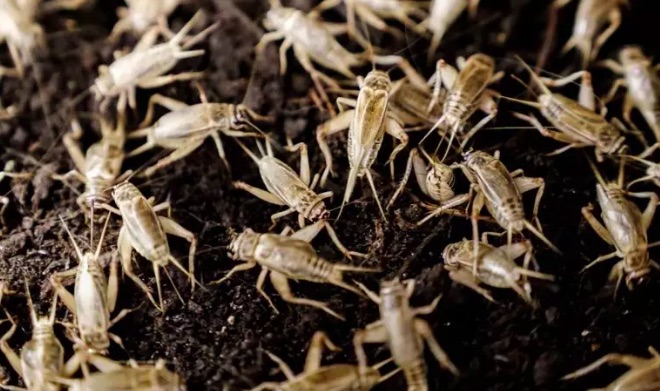 Weekly Economic News Roundup and eating crickets