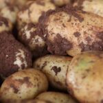 Weekly Economic News Roundup and potato seed rights