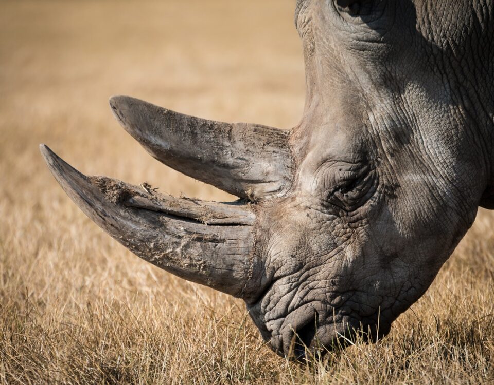 Weekly Economic News Roundup and rhino conservation