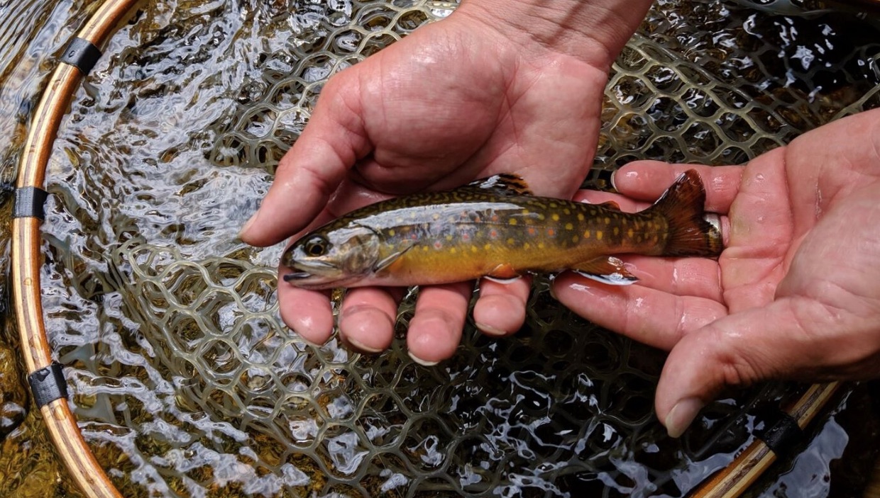 Weekly Economic News Roundup and fish hatcheries trout