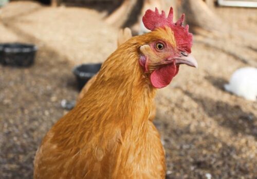 Weekly Economic News Roundup and chicken economics