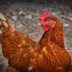 Weekly Economic News Roundup and chickens' welfare