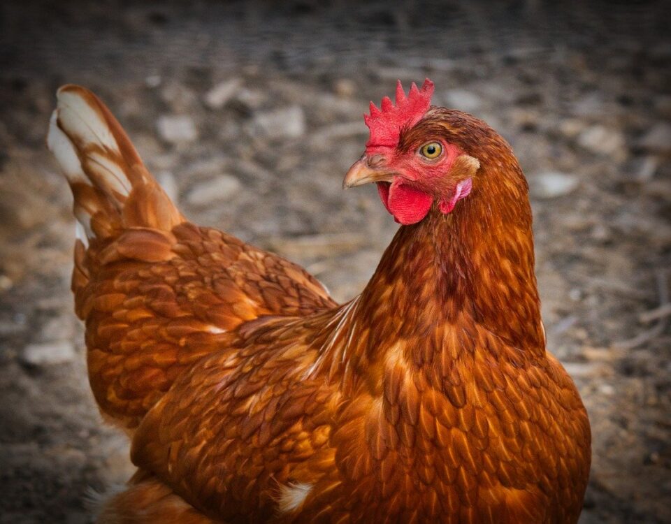 Weekly Economic News Roundup and chickens' welfare