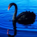 Weekly Economic News Roundup and black swans and gray rhinos