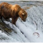 Fat Bear Week