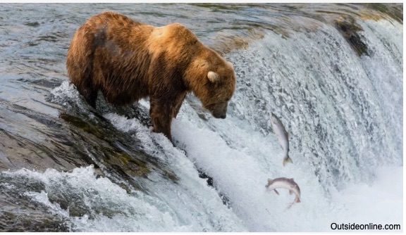 Fat Bear Week