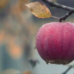 Weekly Economic News Roundup and apple development