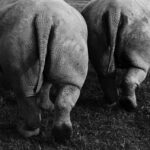 northern black rhino sustainability projects