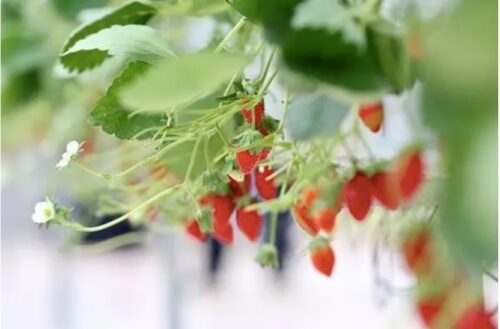 strawberry research
