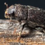 Weekly economic news roundup and the pines beetle