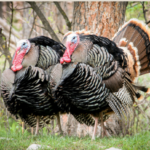 Economic news roundup and Thanksgiving meal turkeys