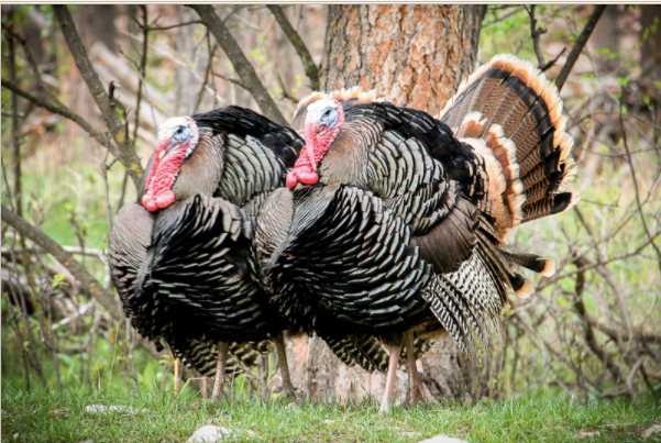 Economic news roundup and Thanksgiving meal turkeys