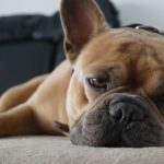economic news roundup and economic news roundup and French bulldog appeal