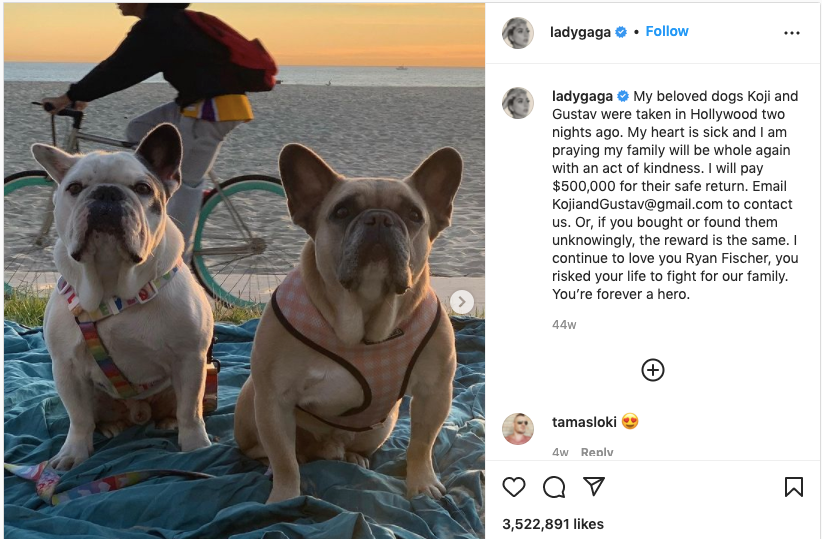Lady Gaga French Bulldogs theft