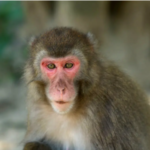 macaque monkey queen