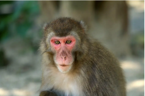 macaque monkey queen