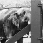 economic news roundup and animal rights Happy elephant