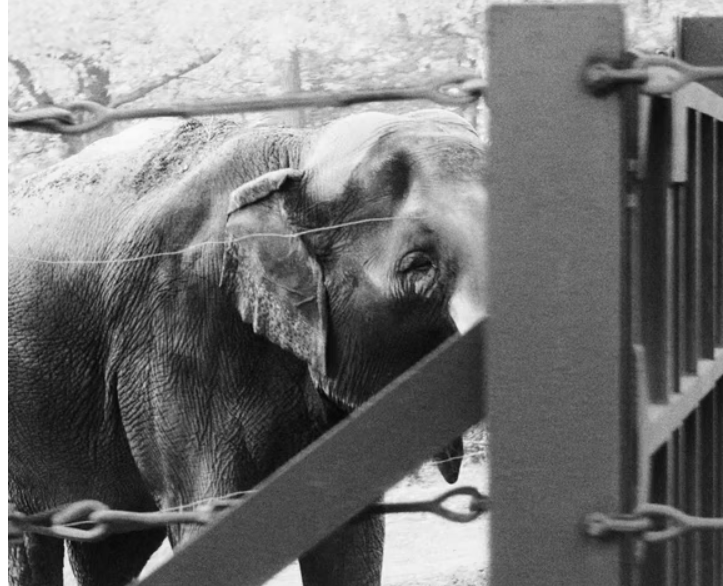 economic news roundup and animal rights Happy elephant