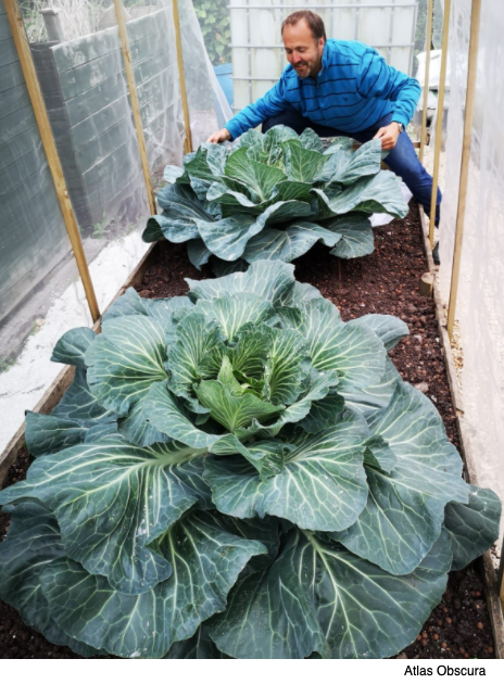 giant cabbage